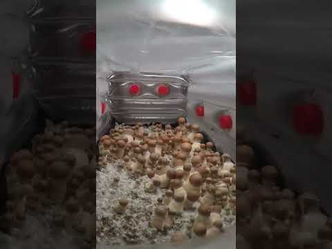 مراحل نمو نبات الفطر