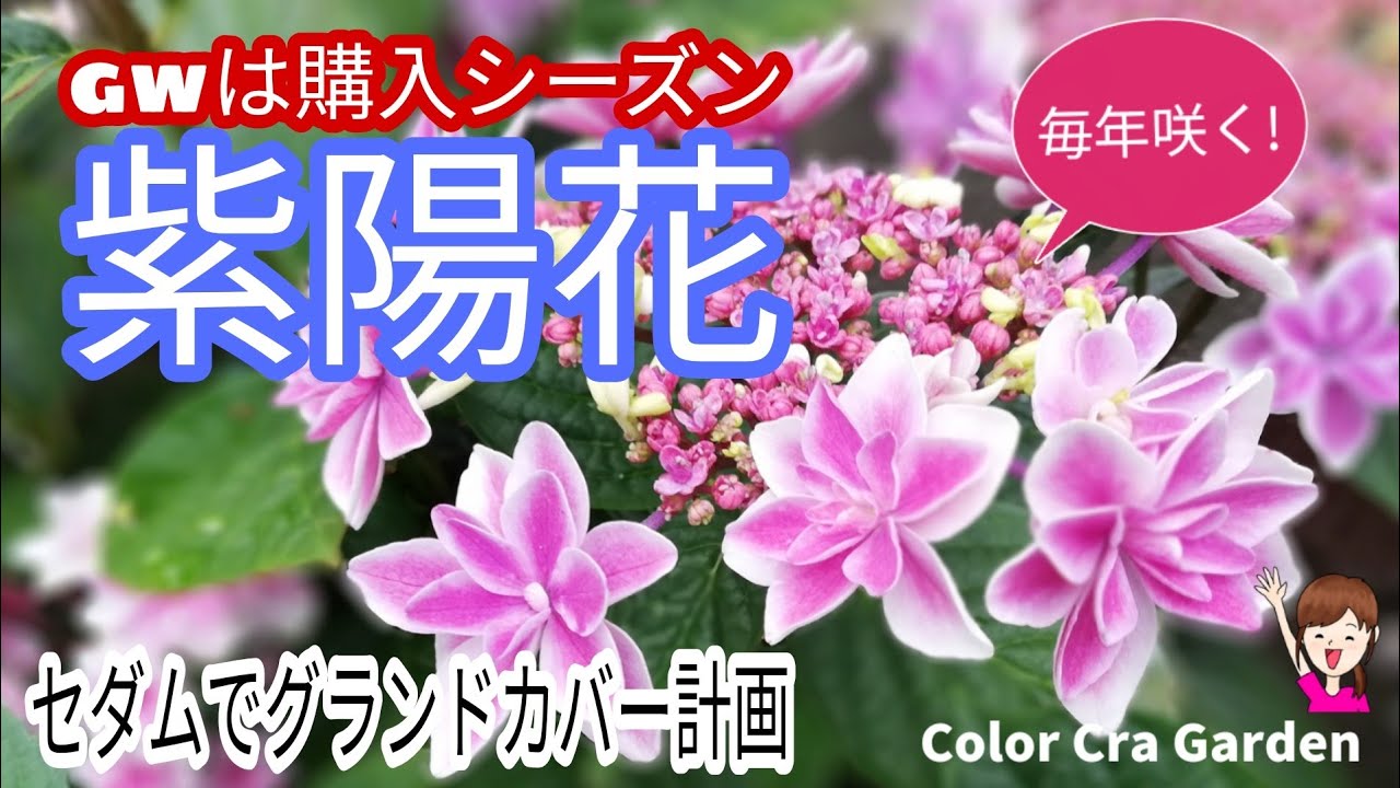 紫陽花 セダム 花が咲いてる期間が長い紫陽花は育てるのが簡単で毎年咲くからコスパ最強植物 オシャレな品種が多い今が購入のシーズン Youtube