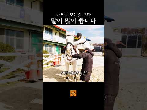 말 실제로 타보니 많이 크네요?