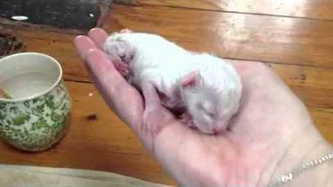 Video 1109301: lynx mitted, lynx female, kitten newborn baby, mink