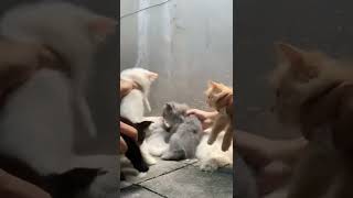 Bukan Tongkrongan Kucing Pecundang 🐈