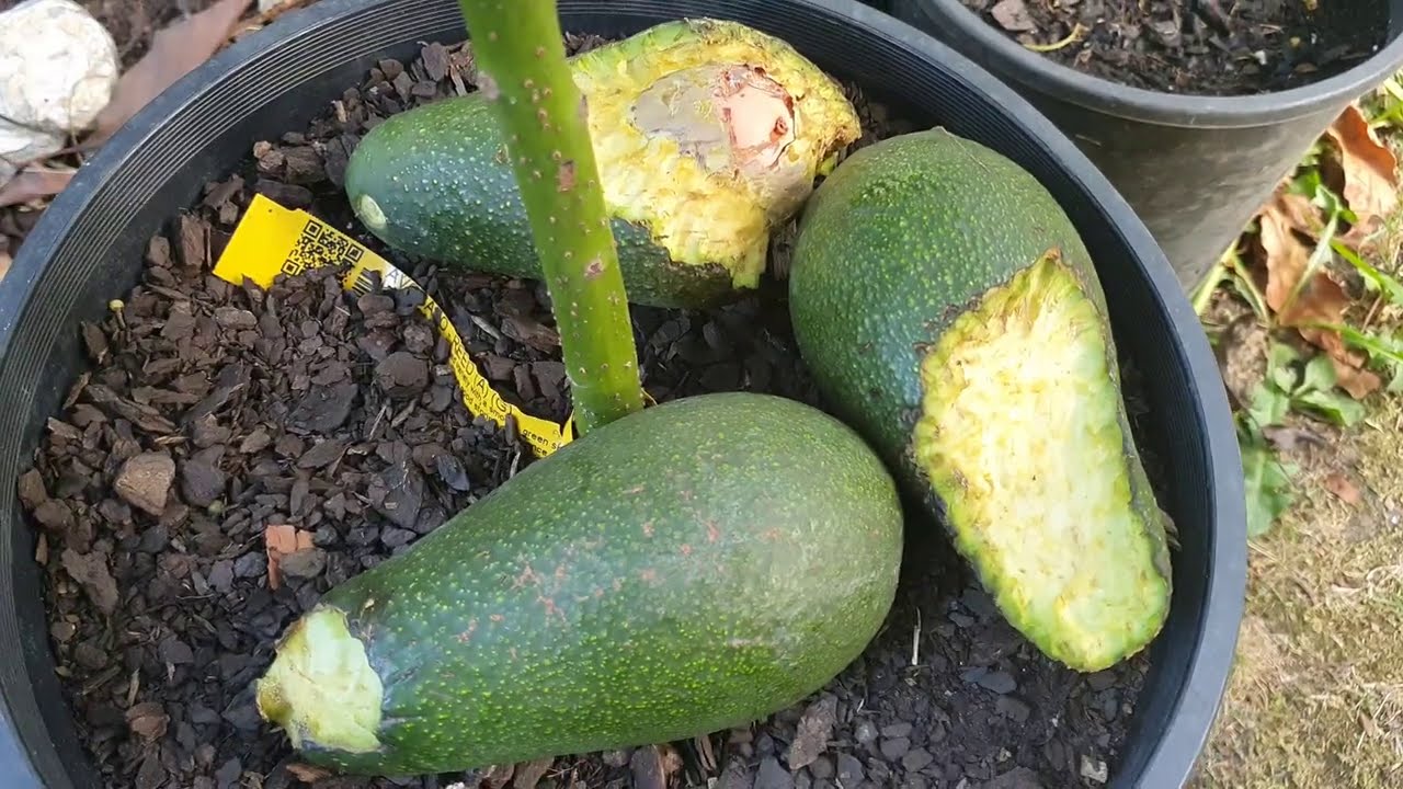 Savage Attack On Wurtz Avocado + Love Thy Neighbour?