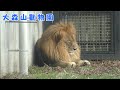 【大森山動物園】ライオンのロアー