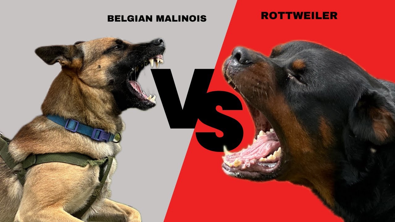 BELGIAN MALINOIS VS ROTTWEILER (what's the difference) #dog # ...