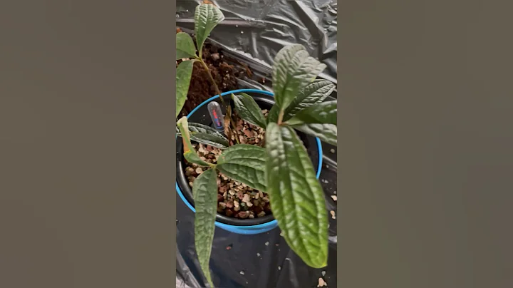 Self-Watering Pot with Water Level Indicator || Anthurium Arisaemoides Repotting