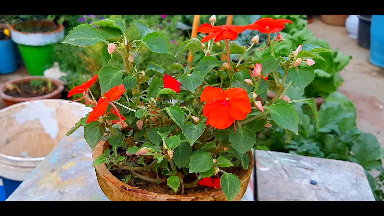 Curtain Creeper Plant - Jiffy Plants