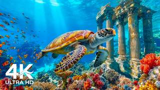 Underwater Wonders 4K - Discover Beautiful Sea Creatures &amp; Tranquil Relaxation Music for Sleep