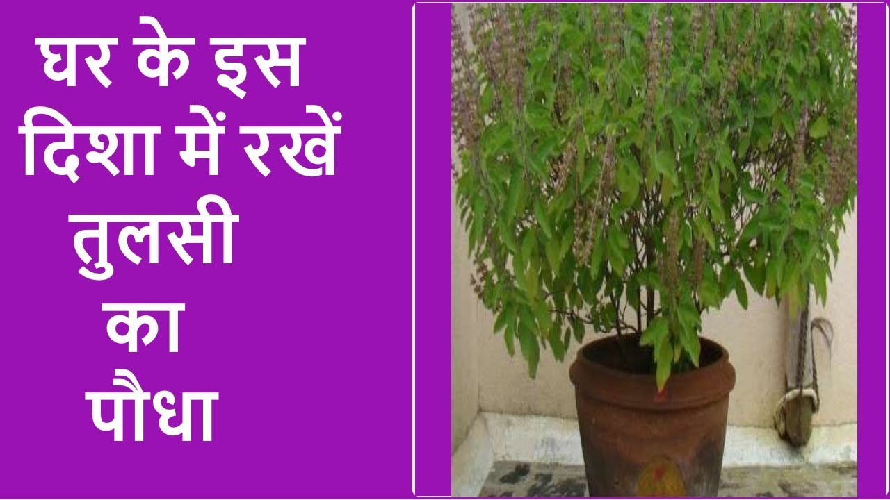 Tulsi Ka Paudha Kis Disha Mein Lagana Chahiye tulsi-ka-paudha-kis-disha-mein-lagana-chahiye