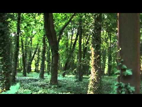 Wolfgang Edelmayer - Stille (Liebeslied, Ich liebe...