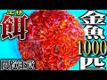 【閲覧注意】1000匹の金魚を腹ペコの古代魚が沸く水槽に入れてみたら…