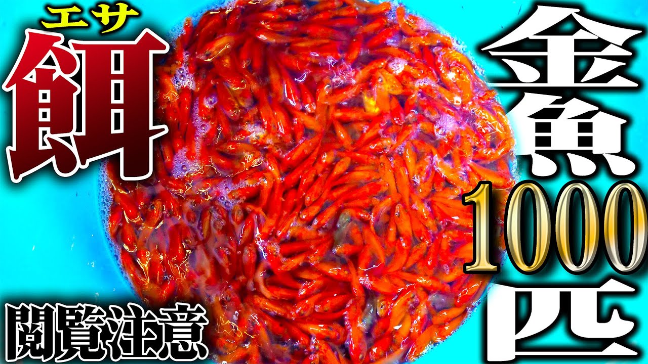 【閲覧注意】1000匹の金魚を腹ペコの古代魚が沸く水槽に入れてみたら…