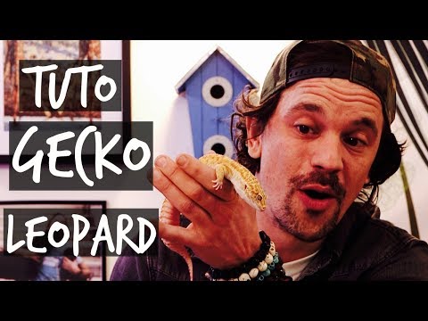 Vidéo: Combien de temps vivent les geckos léopards ?