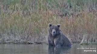 Who Bear? - September 16, 2025 (explore.org)