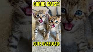Tiny Abandoned Kittens Demanded Love in the Cutest Way Ever 🥹❤️#shorts  #viral  #trending  #cats