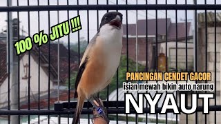burung cendet gacor JUARA FULL ISIAN AMPUH PANCINGAN CENDET AGAR BUNYI bikin BURUNG PENTET GACOR