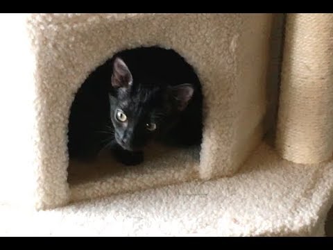 cats eating litter Kittens Are Back To Normal - Feral Kitten Socialization