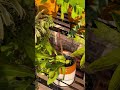 Aisi thand me inka nahaane ka mann hi nahi karta #terracegardenindia #plantsofindia#garden#minivlog