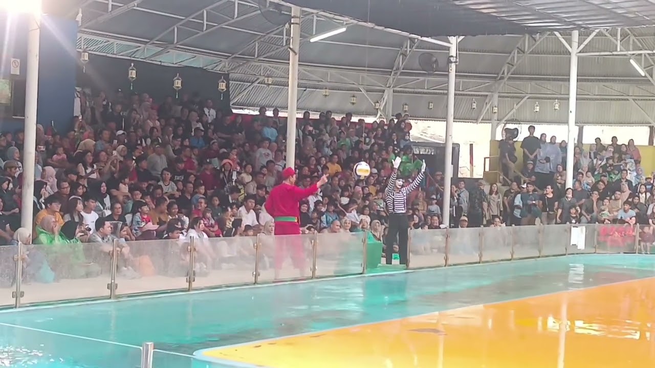 Lihat Tingkah Lucu Singa Laut di Ancol! Liburan Seru Bareng Keluarga