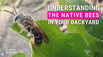 Exploring Native Bees: Unveiling the Secret World of Fuzzy Pollinators
