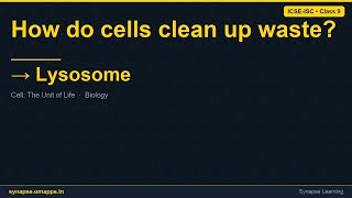 Lysosome | ICSE-ISC Class 9 Biology | Synapse