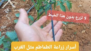 تعلم اسرار نجاح مشروع الطماطم . أعلى إنتاج مربح. طريقة الغربية02