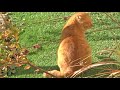 Kuroshio cats：野良猫健太郎がつぶやいた心の言葉が聞こえるのは誰？