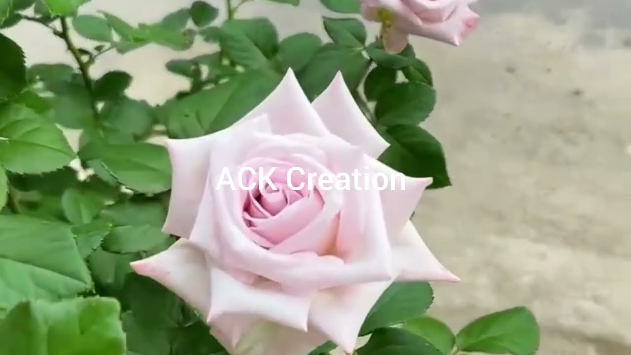 Красота природы 