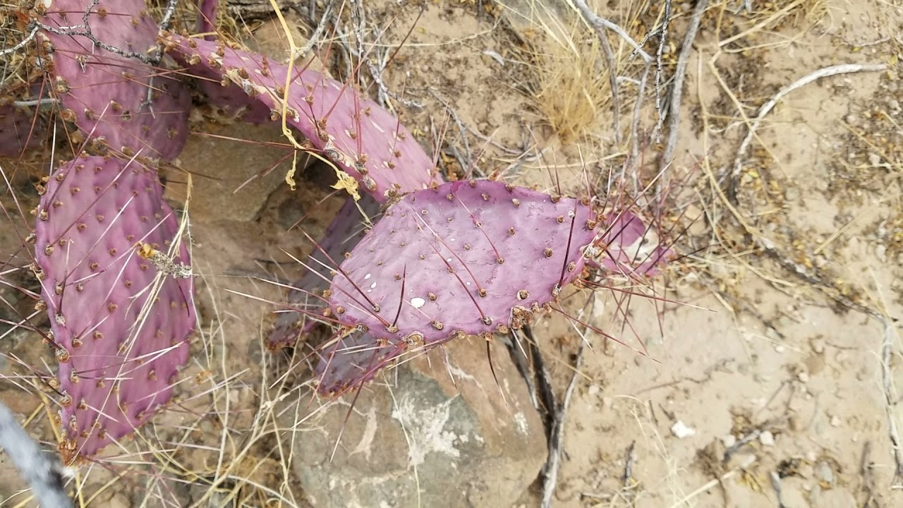 cactus de samalayuca