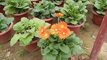 Cách trồng và chăm sóc cây hoa đồng tiền - Nhà vườn Hula Trees