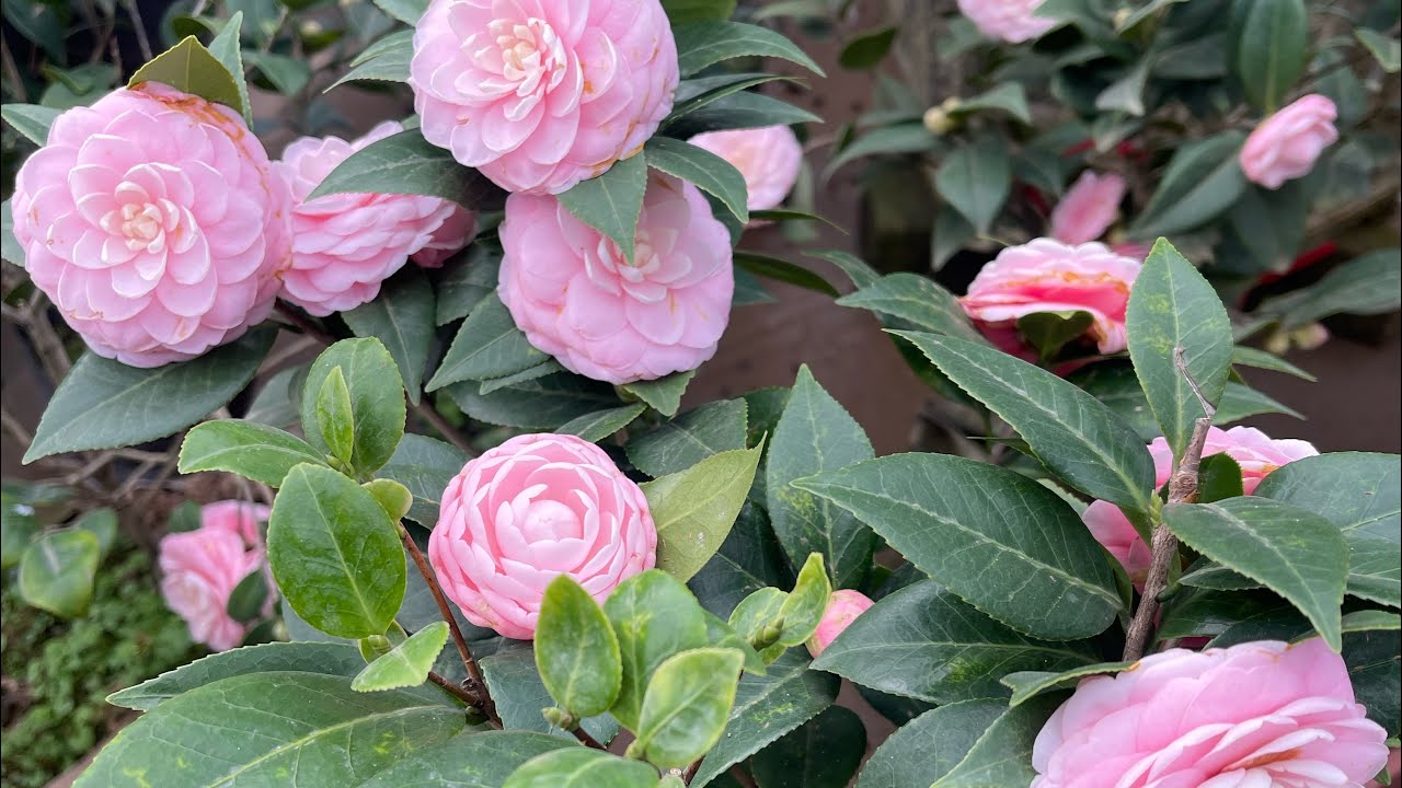 3/3-2026-lh-0338531359- bán hoa trà my giá rẻ 