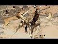 ► "KNOCKING GIRAFFES" (Lions Documentary) - National Geographic WILD | HD