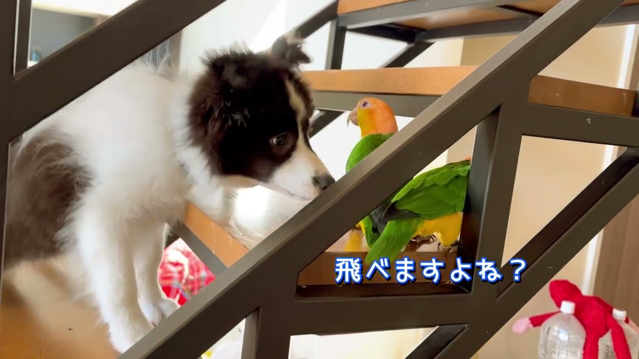 Это опасно, поэтому, возможно, лучше не смотреть. Бордер-колли и попугаи.