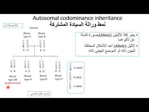 فيديو: ما هو نمط الميراث؟