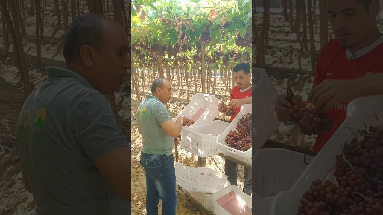 طريقة جمع العنب الايرلى فليم تصدير