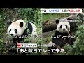 中国“パンダ外交”　ジャイアントパンダ「平平」と「福双」2頭がアメリカに向け出発　ジョージア州アトランタ動物園に10年間貸与｜TBS NEWS DIG