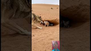 Brave Sand Cat Mother Fights Off Wolf to Protect Her Kittens #cat #wolf #shortvideo #aivideo #shorts