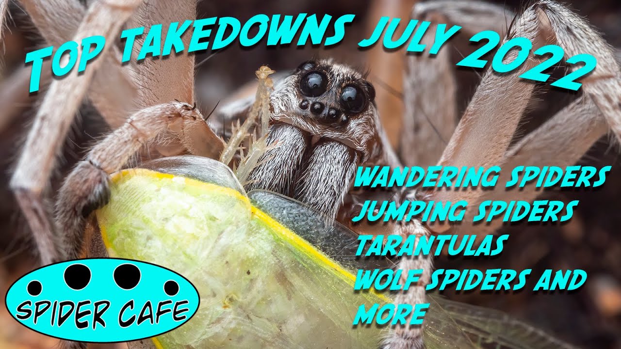 WANDERING SPIDERS, WOLF SPIDERS, JUMPERS, HUNTSMAN and more YouTube