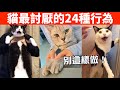 這24種行為會讓貓討厭你，別再這樣做啦！【養貓必看EP41】