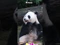 Panda's Little Tuft On The Head | iPanda #shorts