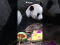Panda's Little Tuft On The Head | iPanda #shorts