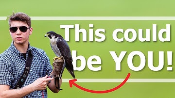 How to become a FALCONER | UK Tips