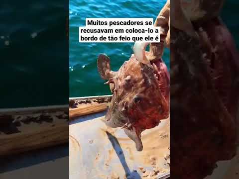 Vídeo: Por que o tamboril é tão caro?