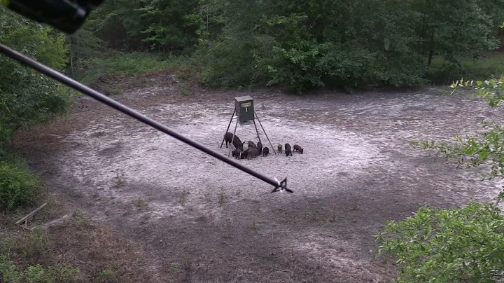 Bow Hunting Hogs in the Ga Heat !