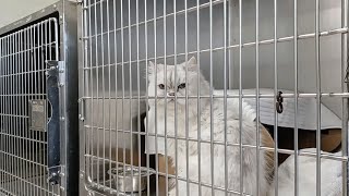 Inside Toronto's Largest Animal Shelter