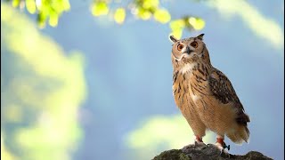 I've enjoyed nature with Garu, after that... by GEN3 OWL CHANNEL 162,688 views 4 years ago 4 minutes, 5 seconds