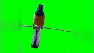 Green screen burung murai