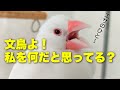 【親？パートナー？いいえ🙅‍♀️文鳥はあなたを○○だと思っています】