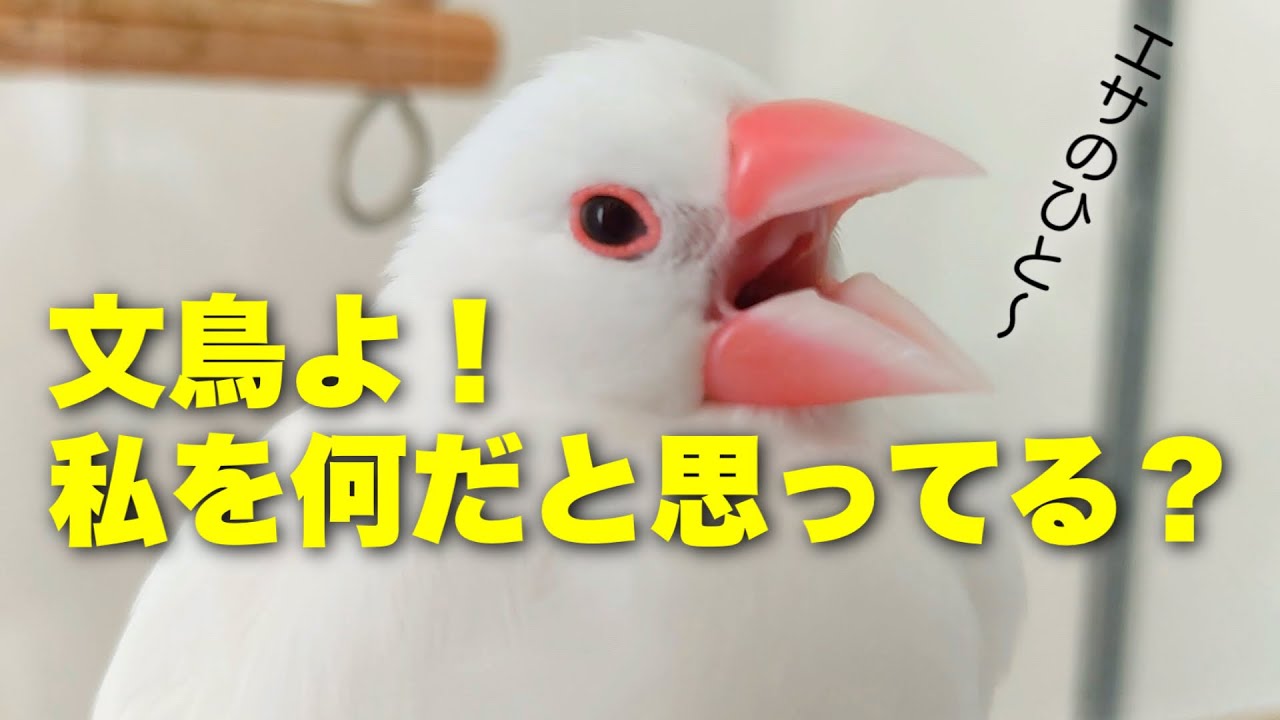 【親？パートナー？いいえ🙅‍♀️文鳥はあなたを○○だと思っています】