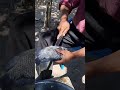 Gutting Tilapia For Lunch In Kapiri Zambia Food Guttingfish Gutting Tilapia For Lunch In Kapiri Zambia Food Guttingfish