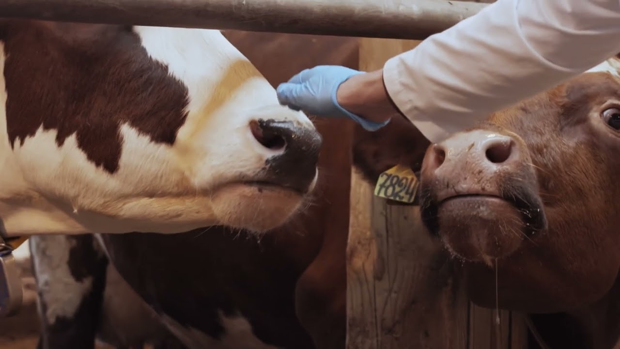 🐄 Priplazmoz – iribuynuzlu heyvanların qan-parazitar xəstəliyidir.